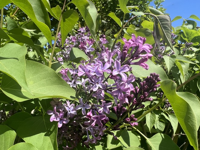 Doppelzimmer in Fehmarn OT Westermarkelsdorf - Pension Seestern - Bild 16