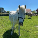 Ferienwohnung in Rettin - Bauernferienhof Kluvetasch Ostseekrabbe - Pony Jerry Ferienhof Kluvetasch