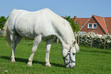 Ferienwohnung in Rettin - Bauernferienhof Kluvetasch Strandmuschel - Pony Jerry