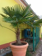 Ferienwohnung in Ückeritz - FeWo 3 - Bild 7