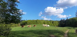 Ferienhaus in Brekendorf - Ferienhaus Diedrichsen - Bild 10