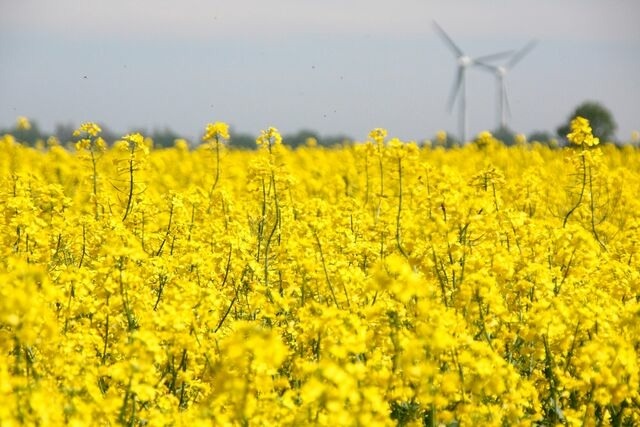 Ferienwohnung in Fehmarn OT Todendorf - Ferienwohnung "Seestern" - Bild 4