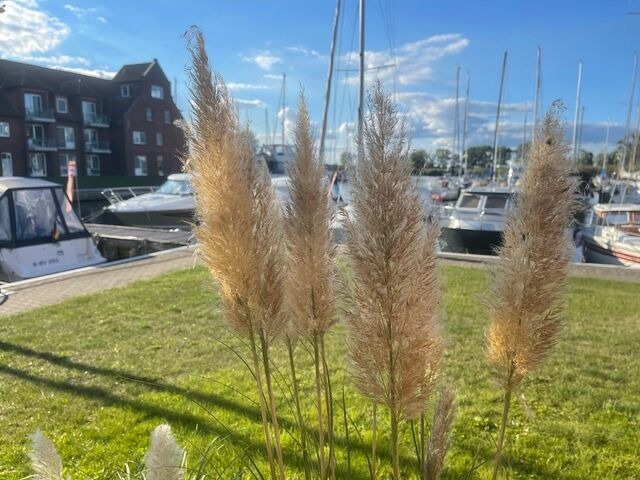 Ferienwohnung in Ueckermünde - Lagunenstadt am Haff Fewo 139 - Ausguck - Bild 15