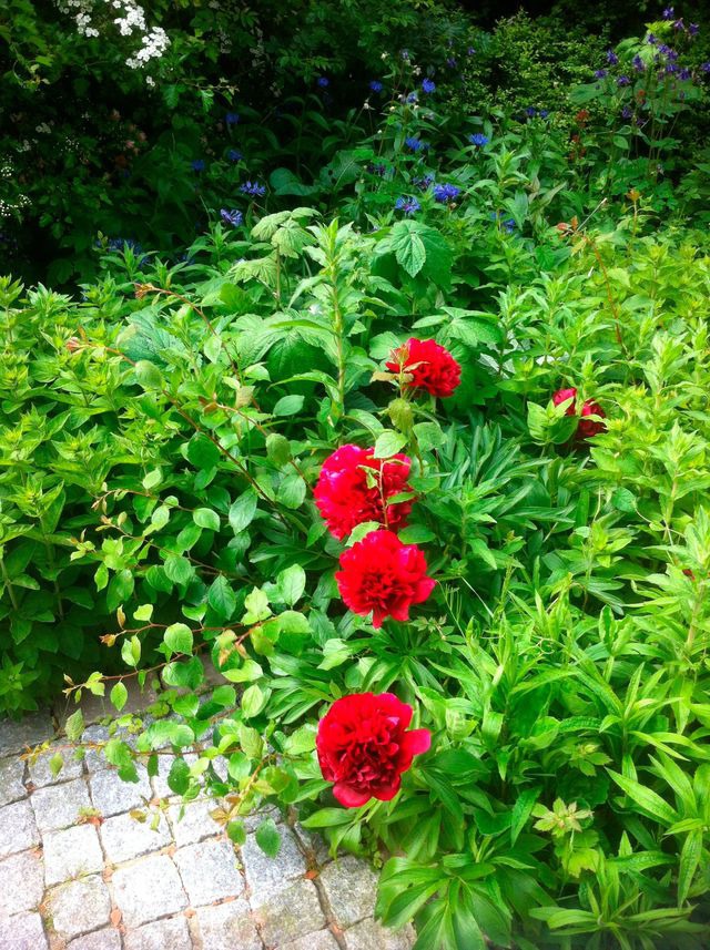 Ferienwohnung in Fehmarn OT Landkirchen - Haus Amy - Wohnung 1 - Bild 16