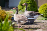 Ferienwohnung in Fehmarn OT Lemkendorf - Ferienhof Becker - FeWo im Bauernhaus - Bild 8