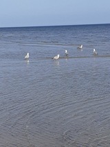 Ferienwohnung in Karlshagen - ferienwohnung k&ouml;ster - Bild 20