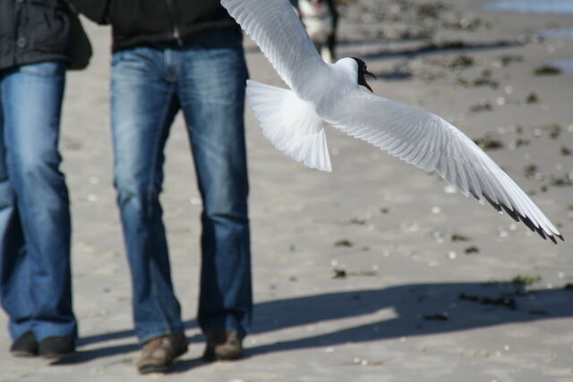 Ferienwohnung in Prerow - FeWo Ahorn - Ulenhoef - Bild 13