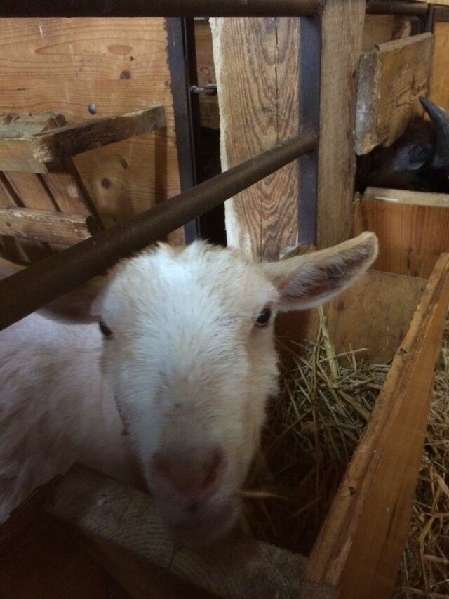 Ferienwohnung in Fehmarn OT Sahrensdorf - Ferienwohnung Himmelblau auf dem Ferien + Bauernhof Nielson in Bisdorf in Inselmitte - Bild 15
