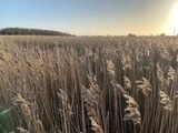 Ferienhaus in Fehmarn - Ferienhaus Sundowner (FH6) - Bild 20