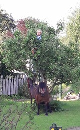 Ferienwohnung in Boren - Akebys Erholung in besonderer Atmosphäre, inkl. Pflegepony, Gastpferdeboxen vorhanden - Bild 5