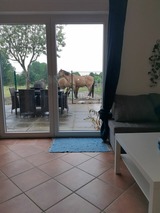 Ferienwohnung in Boren - Akebys Erholung in besonderer Atmosphäre, inkl. Pflegepony, Gastpferdeboxen vorhanden - Bild 24