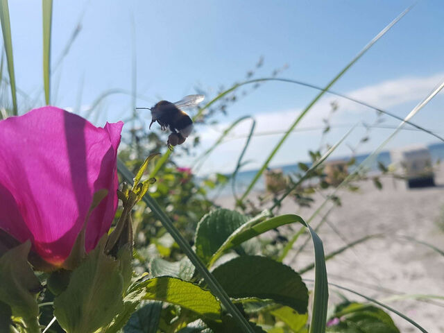 Ferienwohnung in Gro&szlig;enbrode - Sonnendeck 27 - Gro&szlig;enbrode - Bild 17