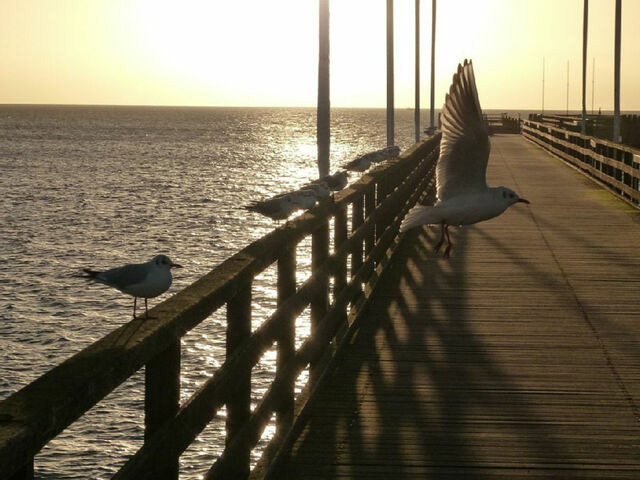 Ferienwohnung in Großenbrode - Möwennest 11 - Großenbrode - Bild 16