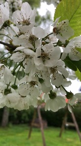 Ferienhaus in Kellenhusen - Ferienhaus Flörkes - Bild 24