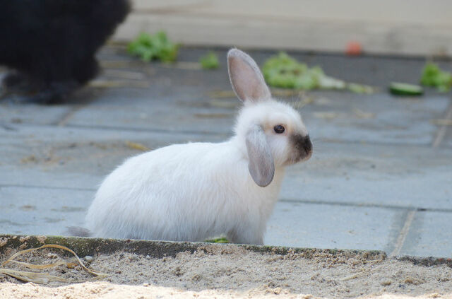 Ferienwohnung in Fehmarn OT Staberdorf - Tenne 4, inkl. 1 Parkplatz - Bild 9
