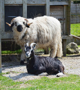 Ferienwohnung in Fehmarn OT Staberdorf - Tenne 4, inkl. 1 Parkplatz - Bild 10