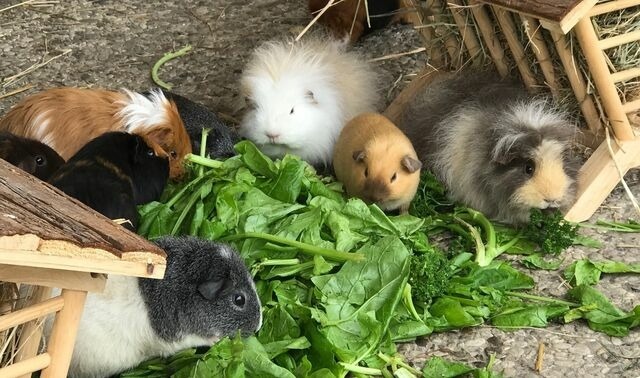 Ferienwohnung in Fehmarn OT Staberdorf - Tenne 5, inkl. 1 Parkplatz - Bild 16