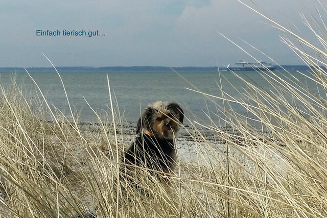 Ferienwohnung in Wendtorf - Whg. Muschelsucher - Haus Nordlichter - Bild 13