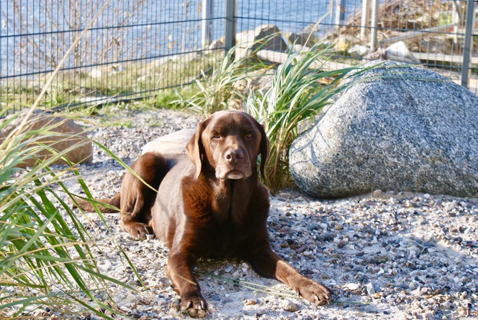 Ferienwohnung in Kappeln - Kajüte 71 - Hunde sind herzlich willkommen