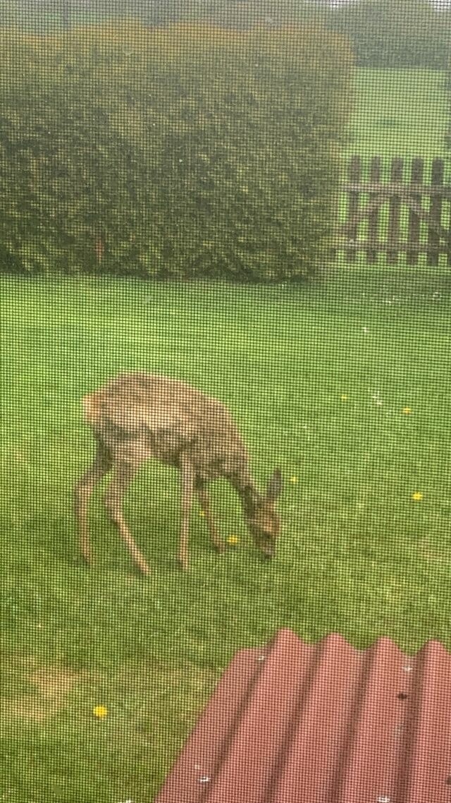 Ferienhaus in Hasselberg - Ferienhaus Knorrl&uuml;ck - Bild 23