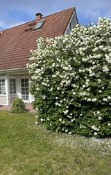 Ferienwohnung in Prerow - Dar&szlig;er Ferienhaus Gartenwohnung - Bild 6
