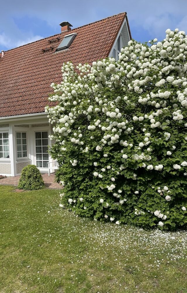 Ferienwohnung in Prerow - Dar&szlig;er Ferienhaus Gartenwohnung - Bild 6
