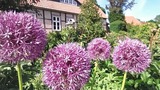 Ferienwohnung in Starkow - Ferienwohnung Irisgarten am Pfarrgarten Starkow - Bild 22