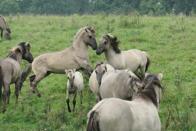 Ferienwohnung in Gelting-Niesgrau - Ferienwohnung Bambuswald Ferienhof Geltinger Bucht - Bild 24