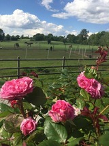 Ferienhaus in Haby - Fertigstellung 1.12.2026 - Bild 1