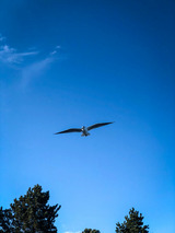 Ferienwohnung in Glücksburg - Ferienwohnung Glücks-Burg "Stern" - Bild 25