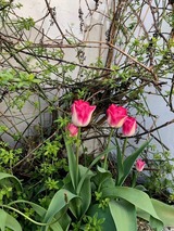 Ferienwohnung in Grömitz - Haus Frauken - Wohnung Thal - Bild 13