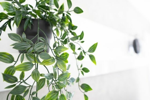 Ferienwohnung in Grömitz - Haus Titania Wohnung 2 - Bild 9