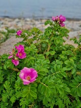 Ferienwohnung in Süssau - Meerjungfrau - Bild 21