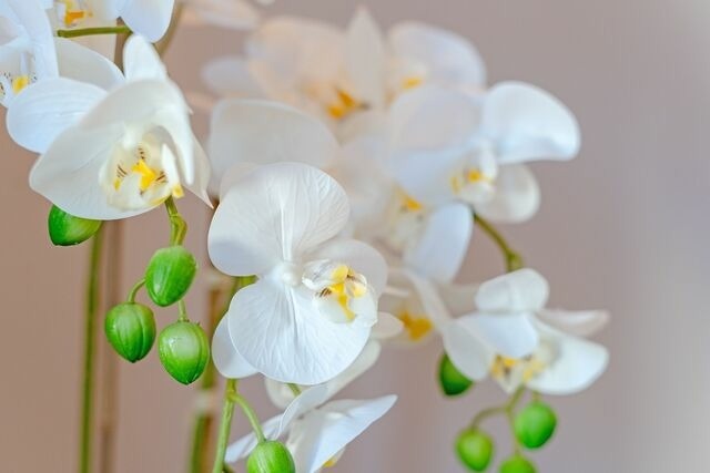 Ferienwohnung in Bosau - De Hüüs achtern Sandlid Haus B - Bild 10