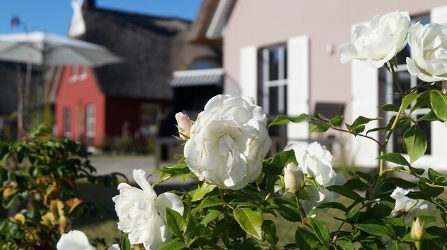 Ferienhaus in Zierow - Reethaus "De Likedeeler" - Bild 20